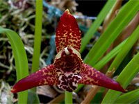 Maxillaria tenuifolia