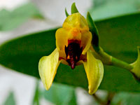 Bulbophyllum carunculatum