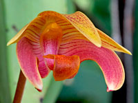 Bulbophyllum claptonense