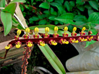 Bulbophyllum falcatum