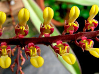 Bulbophyllum falcatum