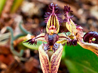 Bulbophyllum fascinator