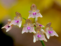 Bulbophyllum guttulatum