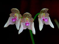 Bulbophyllum guttulatum