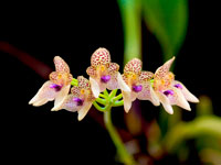 Bulbophyllum guttulatum