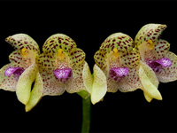 Bulbophyllum guttulatum