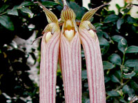 Bulbophyllum longissimum