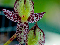 Bulbophyllum macranthum