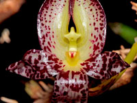 Bulbophyllum macranthum