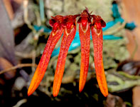 Bulbophyllum thaiorum