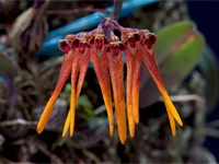 Bulbophyllum thaiorum