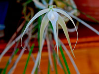 Brassavola cucullata