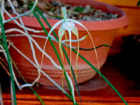 Brassavola cucullata