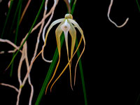 Brassavola cucullata