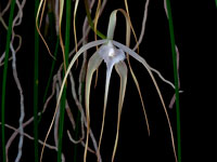 Brassavola cucullata