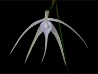 Brassavola cucullata