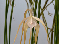 Brassavola cucullata