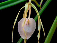 Brassavola nodosa