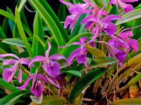 Brassocattleya Makai 'Mayumi'