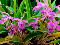 Brassocattleya Makai 'Mayumi'