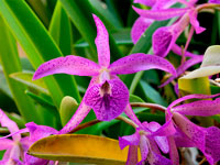 Brassocattleya Makai 'Mayumi'