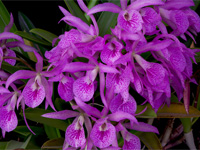 Brassocattleya Makai 'Mayumi'