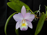 Cattleya Candy Tuft