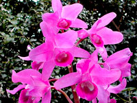 Guarianthe bowringiana