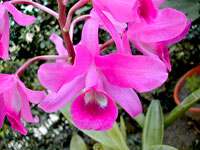 Guarianthe bowringiana