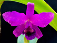 Guarianthe bowringiana