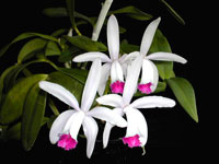 Cattleya intermedia