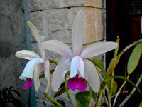 Cattleya intermedia