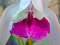 Cattleya intermedia