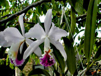 Cattleya mendelii