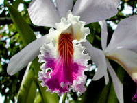 Cattleya mendelii