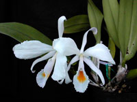 Cattleya schroederae