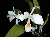 Cattleya schroederae