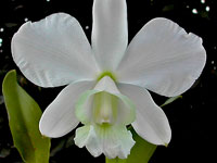 Cattleya walkeriana