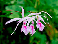 Encyclia adenocaula