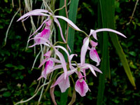 Encyclia adenocaula