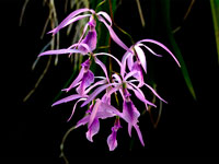 Encyclia adenocaula