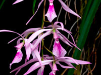 Encyclia adenocaula