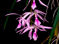 Encyclia adenocaula