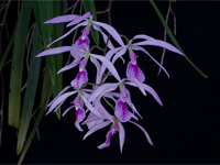 Encyclia adenocaula