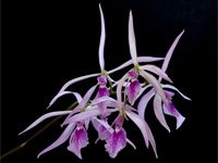 Encyclia adenocaula