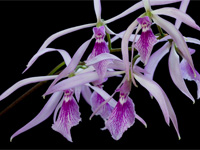 Encyclia adenocaula