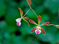 Encyclia alata