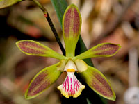 Encyclia alata