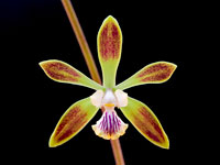 Encyclia alata