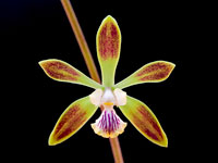 Encyclia alata